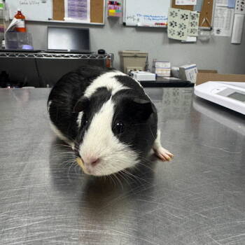 Rescue Guinea Pig Guinea Pigs for Adoption in Des Moines, Iowa - Oreo | PetCurious